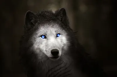 Fantasy Wolf Blue Animals Wallpaper 4K 3000x1987 Hd, Desktop, Wallpaper, Featuring, A, Fantasy, Wolf, With, Striking, Blue, Eyes, Against, Gray, White, Ultrawide, QHD
