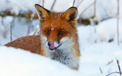Vibrant Orange Fox Animals Wallpaper 4K 1920x1200 A, Vibrant, Orange, Fox, Peeks, Out, From, Snowy, Landscape, Tongue, Licking, Nose, White, Ultrawide, Full HD