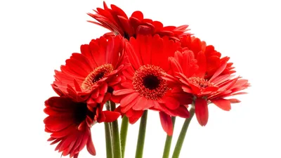 Bright Red Gerbera Flowers White Nature Wallpaper 4K 1920x1080 Bright, Red, Gerbera, Flowers, Against, A, White, Background, Captured, Quality, Vibrant, Nature-themed, Ultrawide, Full HD