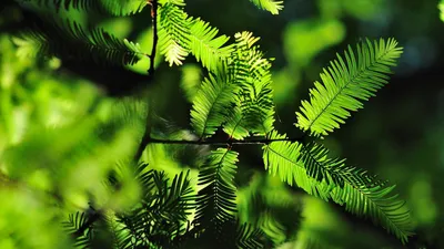 Close Vibrant Green Fern Nature Wallpaper 4K 1920x1080 Close-up, Of, Vibrant, Green, Fern, Leaves, In, Natural, Sunlight, Captured, High, Definition, Red, Brown, Ultrawide, Full HD