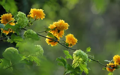 Serene Vibrant Wallpaper Nature Wallpaper 4K 2880x1800 Hd, Pc, Desktop, Wallpaper, Featuring, Vibrant, Yellow, Blossoms, Amidst, Lush, Green, Foliage, Brown, Ultrawide, QHD