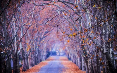 Serene Fall Pathway Lined Nature Wallpaper 4K 1680x1050 Hd, Desktop, Wallpaper, Of, A, Serene, Fall, Scene, Pathway, Lined, Trees, Shedding, Gray, Ultrawide