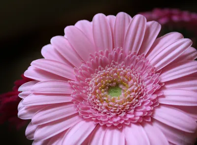 Close Pink Gerbera Flower Delicate Nature Wallpaper 4K 2048x1511 Close-up, Hd, Image, Of, A, Pink, Gerbera, Flower, Showcasing, Delicate, Petals, Natural, Gray, White, Landscape, Full HD