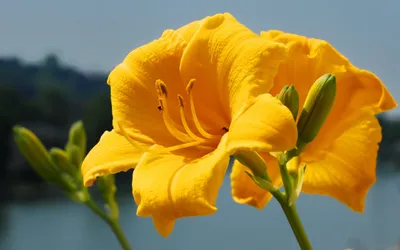 Close Vibrant Yellow Nature Wallpaper 4K 2560x1600 Close-up, Of, A, Vibrant, Yellow, Lily, Flower, In, Full, Bloom, Against, Soft-focus, Gray, Ultrawide, QHD