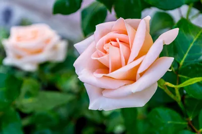 Moody Close Wallpaper Abstract Wallpaper 4K 1920x1278 Hd, Pc, Desktop, Wallpaper, Showcasing, A, Close-up, Of, Delicate, Peach, Rose, Surrounded, White, Gray, Ultrawide, Full HD