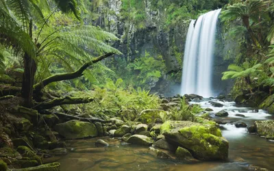 Crisp Lush Wallpaper Nature Wallpaper 4K 2560x1600 Lush, Green, Tropical, Forest, With, Dense, Ferns, Surrounding, Cascading, Waterfall, Captured, High-definition, White, Ultrawide, QHD