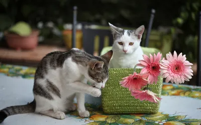 Two Cats Beside Green Animals Wallpaper 4K 1920x1200 Hd, Desktop, Wallpaper, Featuring, Two, Cats, Beside, A, Green, Basket, Adorned, Vibrant, Gray, Ultrawide, Full HD