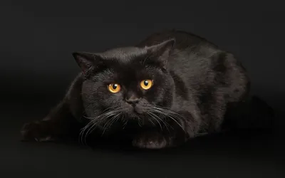 Serene Captivating Wallpaper Black/Dark Wallpaper 4K 2560x1600 A, Captivating, Black, Cat, With, Striking, Orange, Eyes, Posed, Dark, Making, Intriguing, Gray, Purple, Ultrawide, QHD