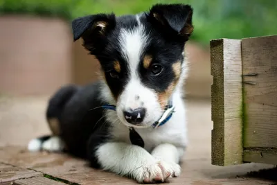 Close Playful Puppy Black White Black/Dark Wallpaper 4K 1920x1280 A, Close-up, Of, Playful, Puppy, With, Black, White, Brown, Markings, Resting, Wooden, Gray, Landscape, Full HD