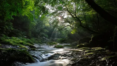 Serene Forest Stream Sunlight Nature Wallpaper 4K 1920x1080 Hd, Desktop, Wallpaper, Featuring, A, Serene, Forest, Stream, Sunlight, Filtering, Through, Dense, Gray, Ultrawide, Full HD