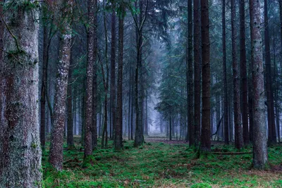 Radiant Foggy Wallpaper Nature Wallpaper 4K 1920x1280 A, Foggy, Forest, Scene, With, Tall, Trees, And, Lush, Green, Ground, Captured, Gray, Brown, Landscape, Full HD