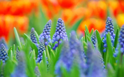 Bright Vibrant Wallpaper Nature Wallpaper 4K 1920x1200 Vibrant, Grape, Hyacinth, Flowers, In, Sharp, Focus, With, Blurred, Orange, Tulips, Creating, Red, Ultrawide, Full HD