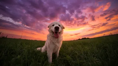 Moody Happy Wallpaper Nature Wallpaper 4K 2912x1632 Happy, Great, Pyrenees, Sitting, In, Grass, At, A, Vivid, Sunset, Quad, Desktop, Brown, Gray, Ultrawide, QHD