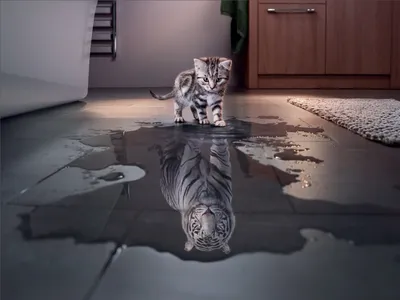 Bright Cute Wallpaper Animals Wallpaper 4K 1417x1062 A, Cute, Gray, Kitten, Stands, On, Wet, Floor, Reflection, Manipulated, Appear, White, Landscape