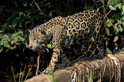 Jaguar Prowling Along Fallen Log Black/Dark Wallpaper 4K 2200x1467 Hd, Pc, Desktop, Wallpaper, Jaguar, Prowling, Along, A, Fallen, Log, Dense, Jungle, Brown, Gray, Landscape, Full HD