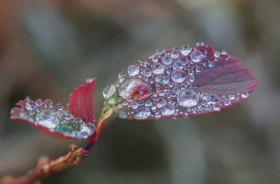 Serene Dew Wallpaper Nature Wallpaper 4K 2048x1345 Dew, Nature, Leaf, Hd, Desktop, Wallpaper, Background, Gray, Ultrawide, Full HD