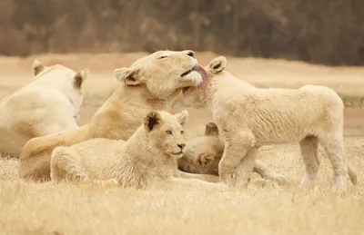 Lioness Her Cubs Playfully Interacting Animals Wallpaper 4K 2048x1329 Hd, Desktop, Wallpaper, Featuring, A, Lioness, And, Her, Cubs, Playfully, Interacting, Grassy, Gray, White, Ultrawide, Full HD