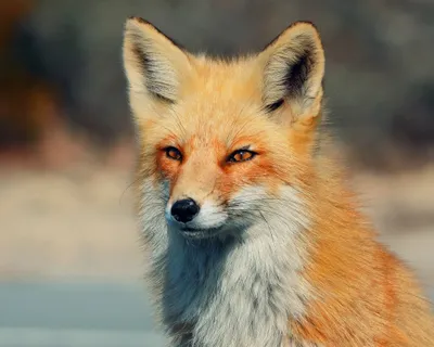 Bold Close Wallpaper Animals Wallpaper 4K 2048x1638 A, Close-up, Of, Fox, With, Striking, Orange, Fur, Sharp, Features, Set, Against, Gray, Square, Full HD