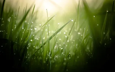 Dark Close Wallpaper Nature Wallpaper 4K 1920x1200 Close-up, Of, Dew-kissed, Grass, Blades, In, Soft, Natural, Light, Creating, Serene, Nature, White, Ultrawide, Full HD