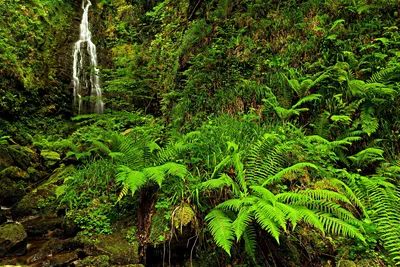 Lush Green Forest Vibrant Nature Wallpaper 4K 1920x1280 Hd, Pc, Desktop, Wallpaper, Featuring, A, Lush, Green, Forest, Vibrant, Ferns, Cascading, Brown, Landscape, Full HD