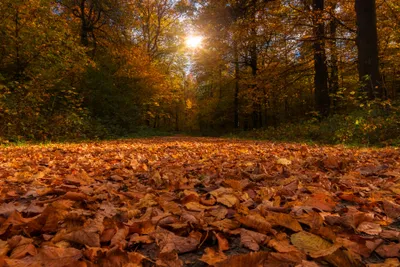 Sunbeam Filtering Autumn Trees Forest Nature Wallpaper 4K 3600x2400 Hd, Desktop, Wallpaper, Of, A, Sunbeam, Filtering, Through, Autumn, Trees, Forest, Ground, Brown, Landscape, QHD