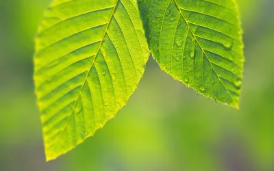 Dark Close Wallpaper Abstract Wallpaper 4K 2560x1600 Close-up, Of, Vibrant, Green, Leaves, With, Detailed, Veins, Captured, Crisp, Desktop, Showcasing, Yellow, Ultrawide, QHD