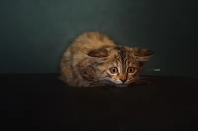 Wide Eyed Tabby Kitten Crouched Black/Dark Wallpaper 4K 2560x1707 Wide-eyed, Tabby, Kitten, Crouched, On, A, Dark, Floor, Under, Dramatic, Lighting, Quad, Brown, Landscape, QHD