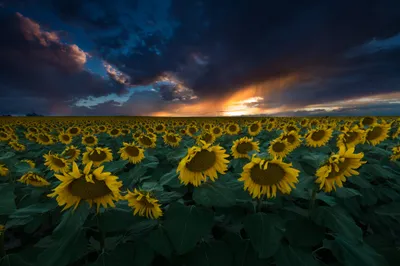 Dark Sunflower Field Black/Dark Wallpaper 4K 2048x1365 Dark, Clouds, Over, Sunflower, Field, Brown, Gray, Ultrawide, Full HD