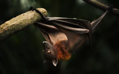 Bat Reddish Brown Abstract Wallpaper 4K 2560x1600 Hd, Desktop, Wallpaper, Featuring, A, Bat, With, Reddish-brown, Fur, Hanging, Upside, Down, Gray, Brown, Ultrawide, QHD