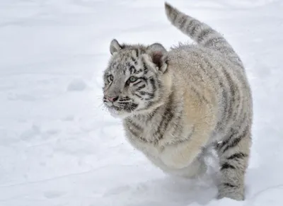 Bold White Wallpaper Animals Wallpaper 4K 2048x1489 Hd, Desktop, Wallpaper, Of, A, White, Tiger, Walking, Snow, Showcasing, Intricate, Patterns, Landscape, Full HD