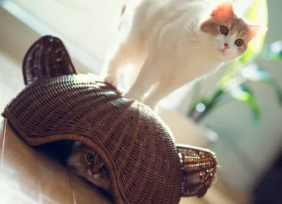 Vivid Two Wallpaper Animals Wallpaper 4K 5327x3851 Two, Cats, Play, In, A, Sunlit, Room, One, Peeking, Out, Woven, Basket, White, Landscape, 4k