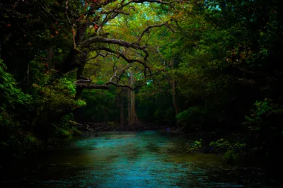 Bold Serene Wallpaper Nature Wallpaper 4K 3011x2000 A, Serene, River, Flows, Through, Lush, Green, Forest, Framed, Vibrant, Trees, Creating, Brown, Ultrawide, QHD