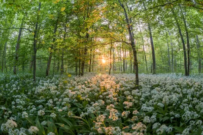 Golden Sunlit Wallpaper Nature Wallpaper 4K 5472x3648 A, Sunlit, Spring, Forest, With, Dense, Carpet, White, Flowers, Captured, Stunning, Ultra, Gray, Landscape, 4k