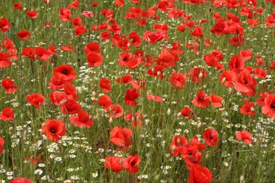 Vibrant Summer Field Red Nature Wallpaper 4K 3888x2592 A, Vibrant, Summer, Field, Of, Red, Poppy, Flowers, White, Daisies, Full, Bloom, Brown, Landscape, 4k