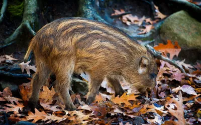 Vibrant Young Wallpaper Nature Wallpaper 4K 2560x1600 Hd, Pc, Desktop, Wallpaper, Featuring, A, Young, Boar, Striped, Fur, Foraging, Among, Gray, Brown, Ultrawide, QHD