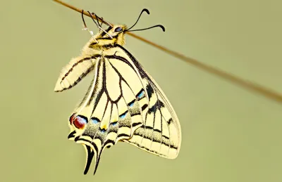 Vibrant Close Wallpaper Minimal Wallpaper 4K 1920x1245 Close-up, Minimalist, Hd, Wallpaper, Of, A, Swallowtail, Butterfly, Delicate, Wings, Against, Simple, Gray, Ultrawide, Full HD