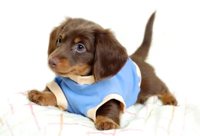 Cute Puppy Dachshund Brown Abstract Wallpaper 4K 2200x1500 A, Cute, Puppy, Dachshund, With, Brown, Coat, Wearing, Blue, Outfit, Poses, Adorably, White, Landscape, Full HD