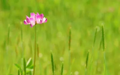 Vibrant Pink Flower Nature Wallpaper 4K 2560x1600 A, Vibrant, Pink, Flower, Stands, Tall, Amidst, Lush, Green, Capturing, Beauty, Nature, Orange, Ultrawide, QHD