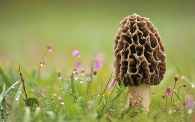 Radiant Close Wallpaper Nature Wallpaper 4K 1920x1200 Hd, Pc, Desktop, Wallpaper, Showcasing, A, Close-up, Of, Textured, Mushroom, Growing, Among, Gray, Ultrawide, Full HD