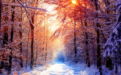 Serene Winter Forest Bathed Nature Wallpaper 4K 2560x1600 Hd, Pc, Desktop, Wallpaper, Featuring, A, Serene, Winter, Forest, Path, Bathed, Warm, White, Ultrawide, QHD