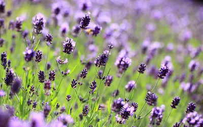 Vibrant Field Lavender Flowers Nature Wallpaper 4K 2560x1600 A, Vibrant, Field, Of, Lavender, Flowers, Showcasing, Rich, Purple, Blooms, Against, Backdrop, Gray, Ultrawide, QHD