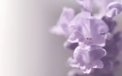 Close Delicate Lavender Flowers Soft Nature Wallpaper 4K 2560x1600 A, Close-up, Of, Delicate, Lavender, Flowers, Set, Against, Soft, Blurred, Showcasing, Beauty, White, Gray, Ultrawide, QHD