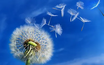 Misty Vibrant Wallpaper Nature Wallpaper 4K 1920x1200 A, Vibrant, Dandelion, Against, Blue, Sky, With, Seeds, Drifting, Away, Breeze, Captured, Red, Ultrawide, Full HD