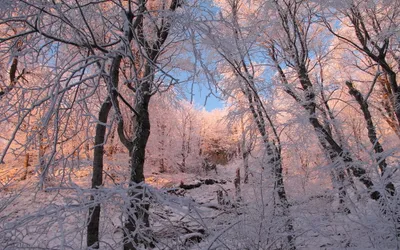 Vivid Serene Wallpaper Nature Wallpaper 4K 2304x1440 A, Serene, Winter, Forest, Scene, With, Snow-covered, Trees, Casts, Soft, Hues, Pink, Gray, Ultrawide, Full HD