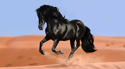 Moody Black Wallpaper Animals Wallpaper 4K 1958x1080 A, Stunning, Black, Horse, Gallops, Across, Sandy, Terrain, Showcasing, Grace, Power, Desktop, Pink, Gray, Ultrawide, Full HD