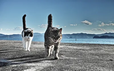 Two Cats Walking Nature Wallpaper 4K 1920x1200 Hd, Desktop, Wallpaper, Featuring, Two, Cats, Walking, On, Sandy, Beach, Vivid, Blue, Gray, Ultrawide, Full HD