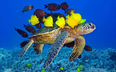Misty Vibrant Wallpaper Nature Wallpaper 4K 1920x1200 A, Vibrant, Hd, Desktop, Wallpaper, Featuring, Sea, Turtle, Swimming, Gracefully, Colorful, Fish, Red, Ultrawide, Full HD