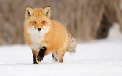 Vibrant Fox Walking Fresh Snow Nature Wallpaper 4K 1920x1200 A, Vibrant, Hd, Desktop, Wallpaper, Featuring, Fox, Walking, Through, Fresh, Snow, Showcasing, White, Ultrawide, Full HD