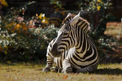 Bold Zebra Wallpaper Black/Dark Wallpaper 4K 2048x1365 A, Striking, Hd, Desktop, Wallpaper, Featuring, Zebra, Resting, Gracefully, Serene, Setting, Showcasing, Gray, Ultrawide, Full HD
