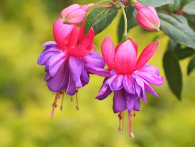 Bright Close Wallpaper Nature Wallpaper 4K 3058x2304 A, Close-up, Of, Vibrant, Fuchsia, Flowers, With, Striking, Pink, Purple, Petals, Set, Orange, Landscape, QHD